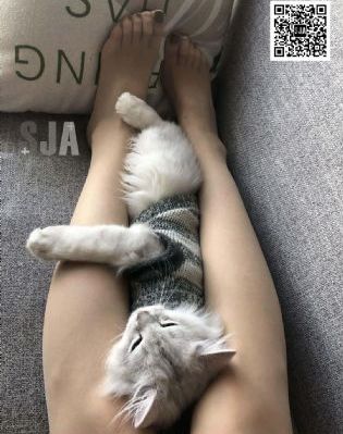 凤隐天下电视剧全集免费观看